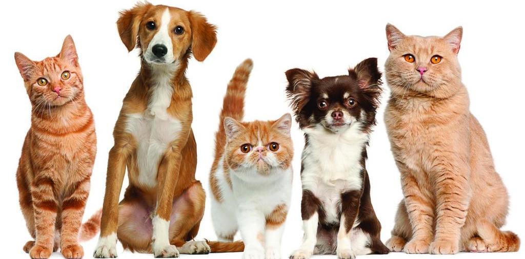 Доска объявлений о животных | ЗооТом - продажа, вязка и услуги для животных в Клинце
