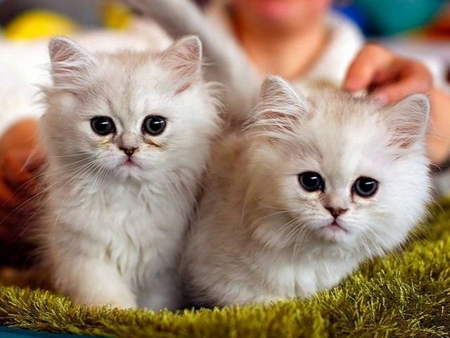 Породы кошек в Клинце | ЗооТом портал о животных