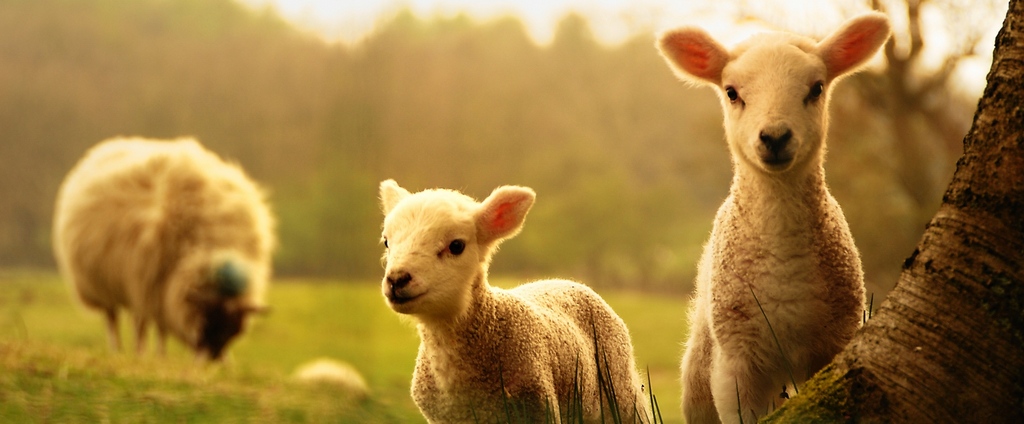 Объявления о сельскохозяйственных животных | ЗооТом - продажа, вязка и услуги для животных в Клинце