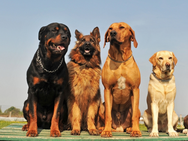 Крупные породы собак в Клинце | ЗооТом портал о животных